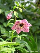 ვარდისფერი Nomocharis ბაღის ყვავილები ფოტო