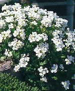 白 Aubrieta，岩水芹 园林花卉 照片