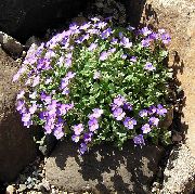 紫丁香 Aubrieta，岩水芹 园林花卉 照片