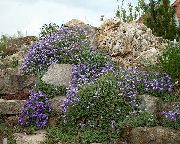 浅蓝 Aubrieta，岩水芹 园林花卉 照片