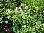 yellow Columbine flabellata, European columbine Garden Flowers photo