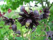 preto Columbine Flabellata, Aquilégia Europeu Flores do Jardim foto