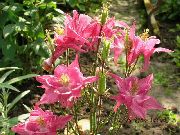 фото рожевий Квітка Аквилегия