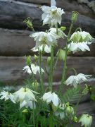 бял Кандилка Flabellata, Европейския Кандилка Градински цветя снимка