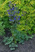 青 オダマキFlabellata、欧州オダマキ 庭の花 フォト