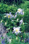 light blue Columbine flabellata, European columbine Garden Flowers photo