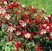 fotografie červená Květina Orlíček Flabellata, Evropský Orlíček