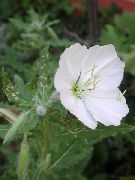 blanc Renoncule Blanche, Pâle Onagre Fleurs Jardin photo