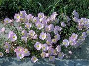 ვარდისფერი ფურისულას ბაღის ყვავილები ფოტო