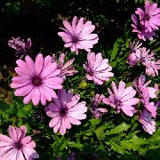 粉红色 雏菊，海角雏菊 园林花卉 照片