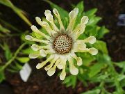 сары Osteospermum (Cape Daisy) Бақша Гүлдер фото