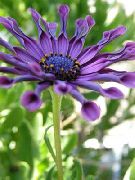      ( ) , ,   - Osteospermum ecklonis 'Nasinga Purple' 