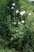 white Ostrowskia Garden Flowers photo