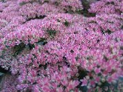 lilac Showy Stonecrop Garden Flowers photo