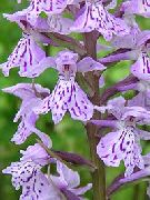 foto Knabenkraut, Gefleckte Orchideen Blume