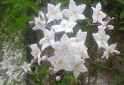 bílá Brambor Réva Sydney, Modrý Brambor Bush, Paraguay Lilek, Modré Lycianthes Zahradní květiny fotografie