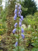 light blue Monkshood Garden Flowers photo