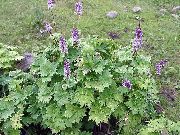 lilac Monkshood Garden Flowers photo