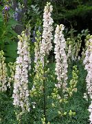 blanc Monkshood Fleurs Jardin photo