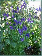 blue Monkshood Garden Flowers photo