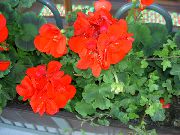 照片 红 花 连帽叶香叶，天竺葵树，王尔德马尔瓦