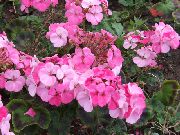 fénykép rózsaszín Virág Kapucnis Levelű Muskátli, Muskátli Fa, Wilde Malva