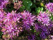 紫丁香 景天 园林花卉 照片