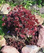 viininpunainen Stonecrop Puutarhan Kukat kuva