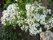 biały Rozchodnika (Sedum) Kwiaty ogrodowe zdjęcie