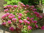 rózsaszín Stonecrop Kerti Virágok fénykép