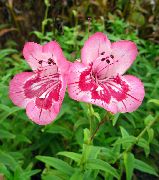 růžový Podhůří Penstemon, Chaparral Penstemon, Bunchleaf Penstemon Zahradní květiny fotografie