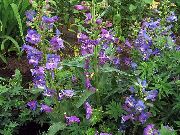 紫 山麓彭斯特蒙，小榭树彭斯特蒙，束叶彭斯特蒙 园林花卉 照片
