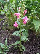 фото Пенстемон Багаторічний Квітка