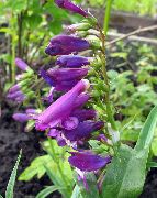 фіолетовий Пенстемон Багаторічний Садові Квіти фото