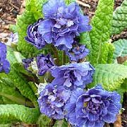 blau Primel Garten Blumen foto