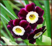 fotografie burgundia Floare Ciuboțica-Cucului