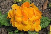 oranžinis Raktažolė Sodo Gėlės nuotrauka