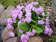 lilac Primrose Garden Flowers photo