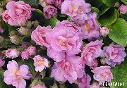 ružový Prvosienka Záhradné Kvety fotografie