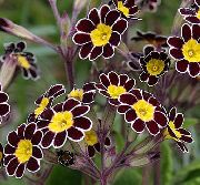 black Primrose Garden Flowers photo