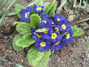 фото синій Квітка Примула