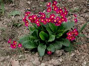 foto crvena Cvijet Jagorčevina