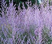lilac Russian Sage Garden Flowers photo