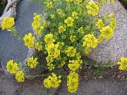 κίτρινος Καλάθι Του Χρυσού λουλούδια στον κήπο φωτογραφία