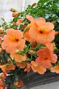 オレンジ ペチュニア 庭の花 フォト