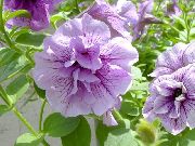 grianghraf lilac Bláth Petunia