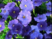 bleu Pétunia Fleurs Jardin photo
