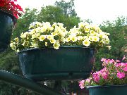 geltonas Petunija Sodo Gėlės nuotrauka