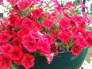 rosso Petunia Fiori del giardino foto