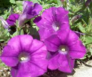purpurs Petūnija Dārza Ziedi foto